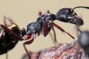 Sugar Ant (Camponotus sp) (Camponotus sp)